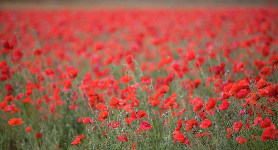 Red Poppy Field Photograph by Rebecca Cozart