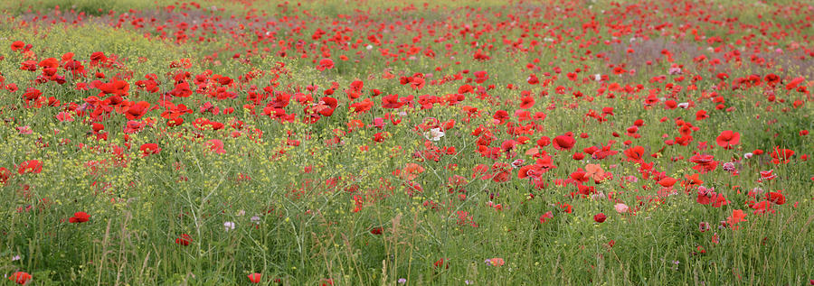 Red Poppy Field Photograph by Whispering Peaks Photography