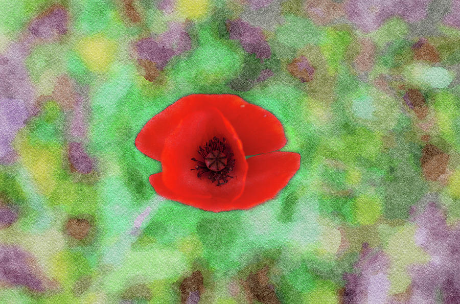 Red poppy flower art Photograph by Michalakis Ppalis