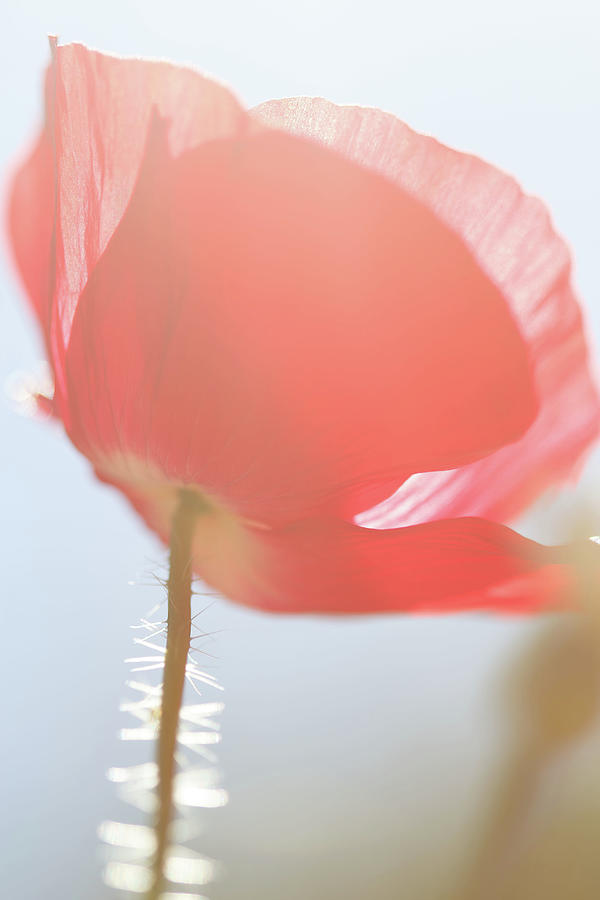 Red Poppy Flower in the Mist Photograph by Tracie Schiebel