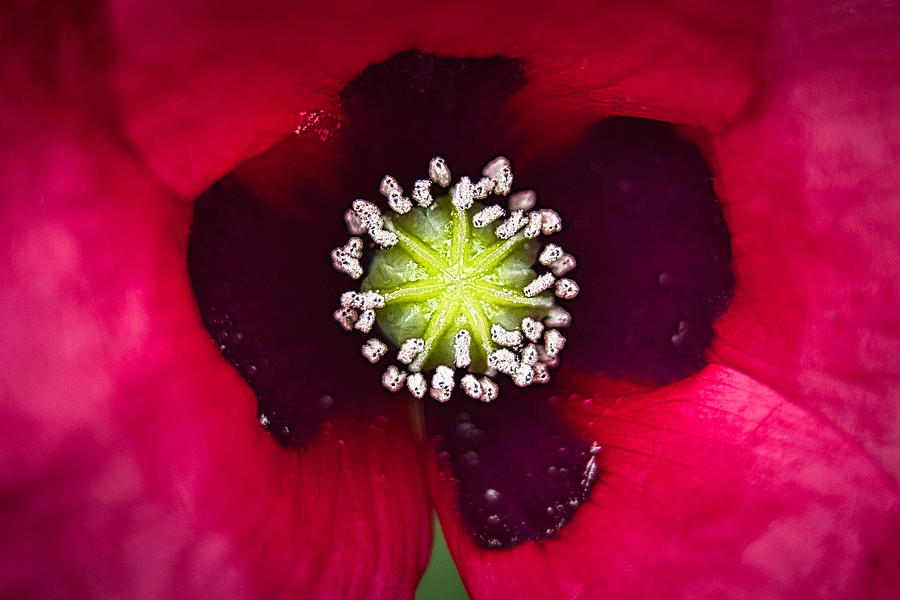 Red Poppy Flower Macro Photograph by Stuart Litoff