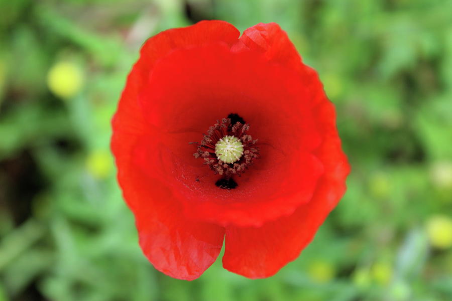 Red Poppy Flower Top View Photograph By Mahir Mesic