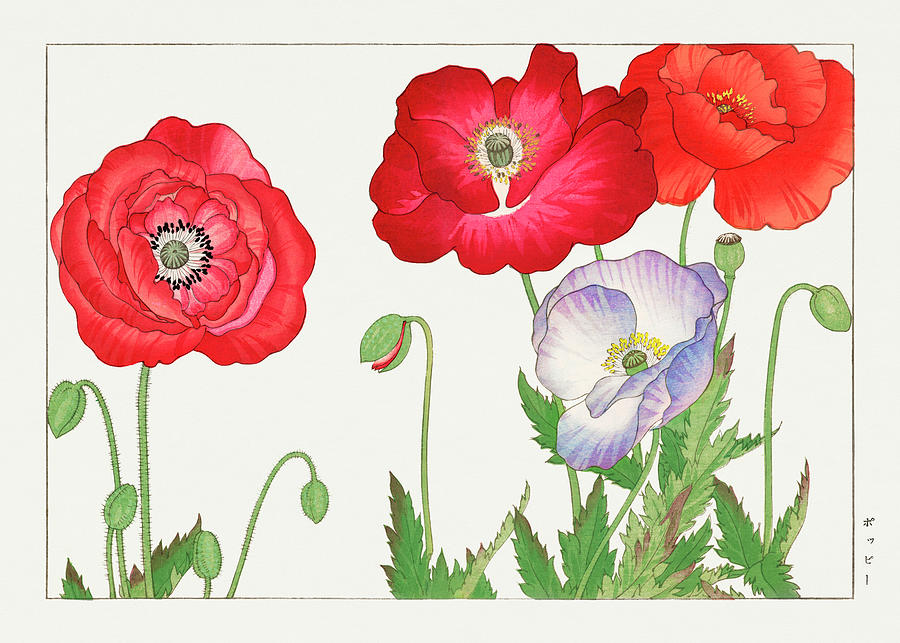 Red Poppy flower - Ukiyo e art - Vintage Japanese woodblock art - Seiyo SOKA ZUFU by Tanigami Konan Digital Art by Studio Grafiikka