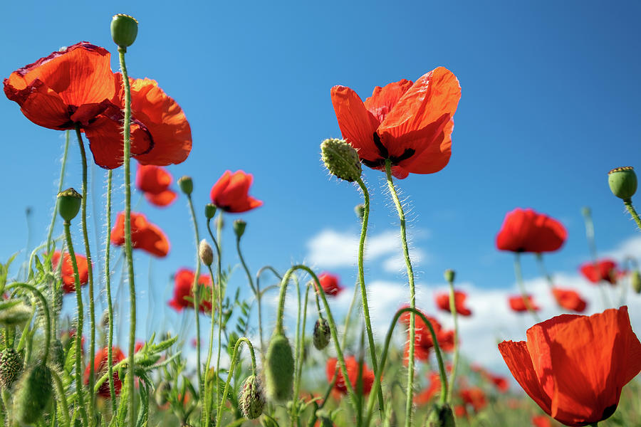 Red poppy flowers and blue sky Photograph by Mikhail Kokhanchikov