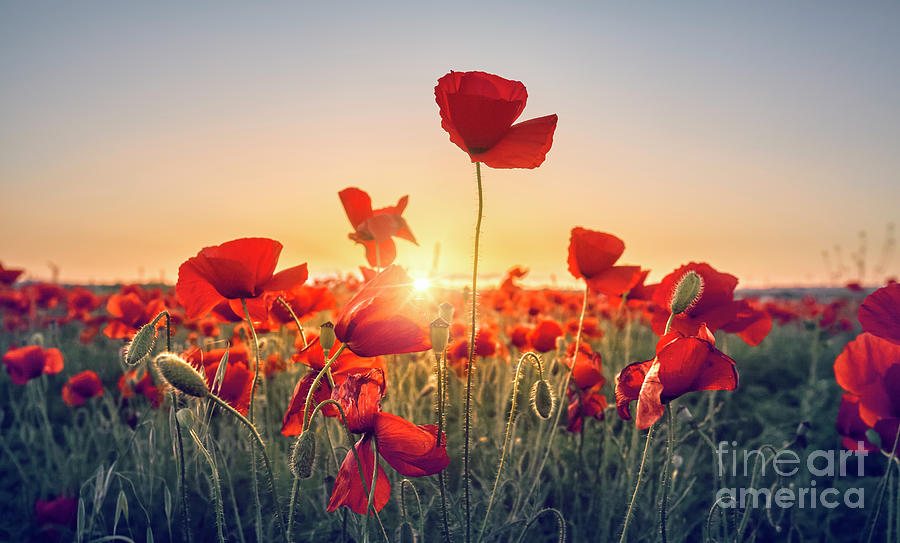 Background Photograph - Red Poppy Flowers Field by Facto Foto Background Photograph - Red Poppy Flowers Field by Facto Foto