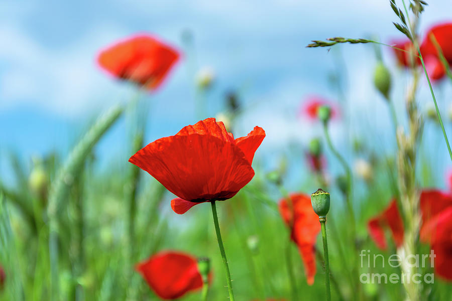 Red Poppy Flowers Growing On A Field Photograph
