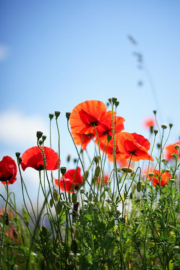 Red Poppy Flowers With Blue Sky Background Photograph by Evin Gul