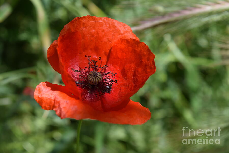 Poppy Photograph - Red Poppy Hidden Beauty by Janet Marie