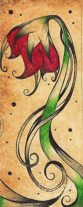 Poppy Drawing - Red Poppy in Summer by Molly Ann Carruth