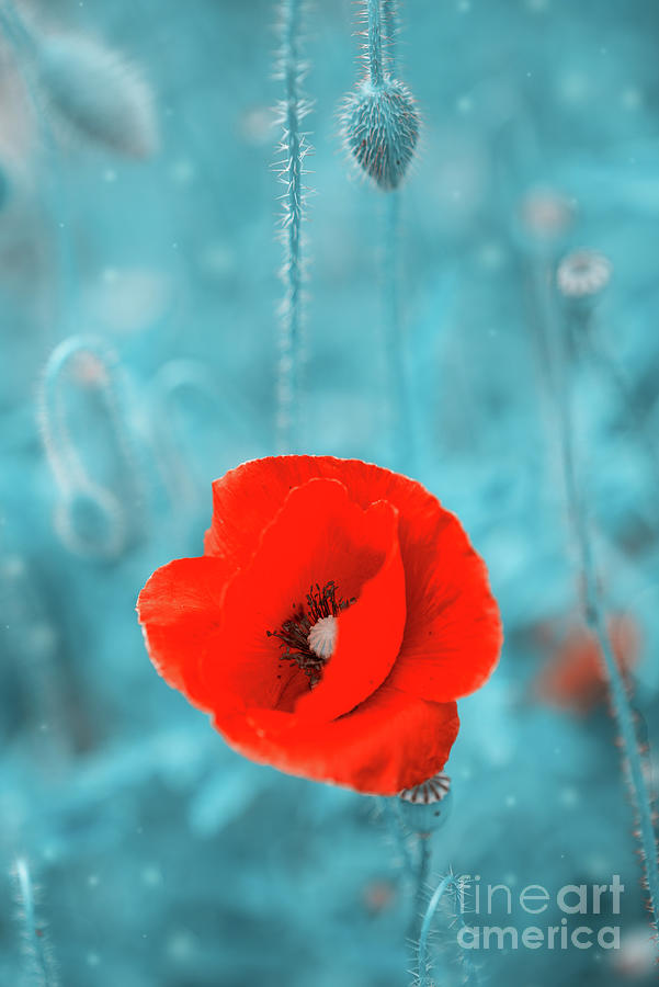 Red Poppy Photograph by Juli Scalzi