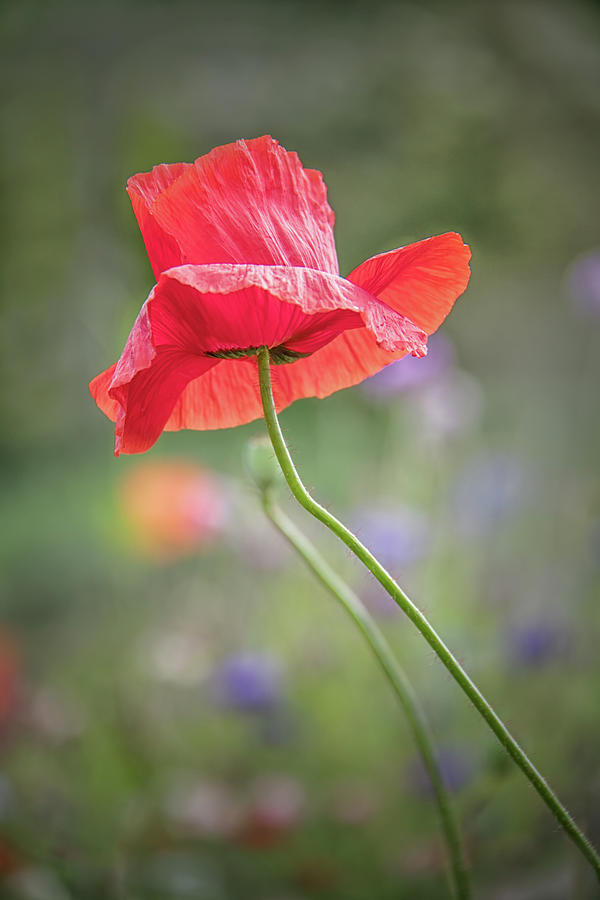 Red Poppy Photograph by Karen Sirnick