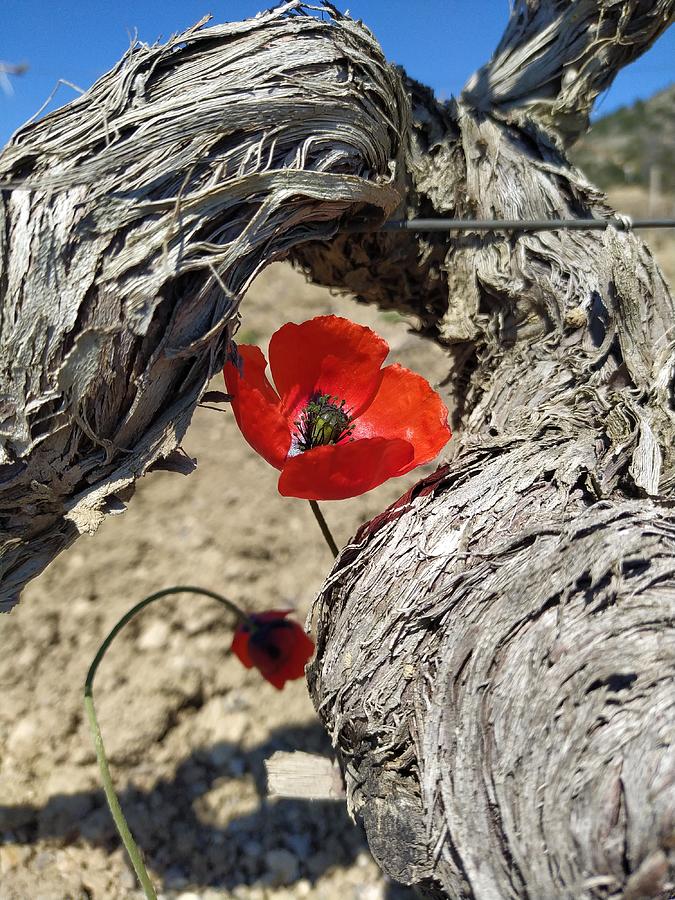 Red Poppy Life Photograph