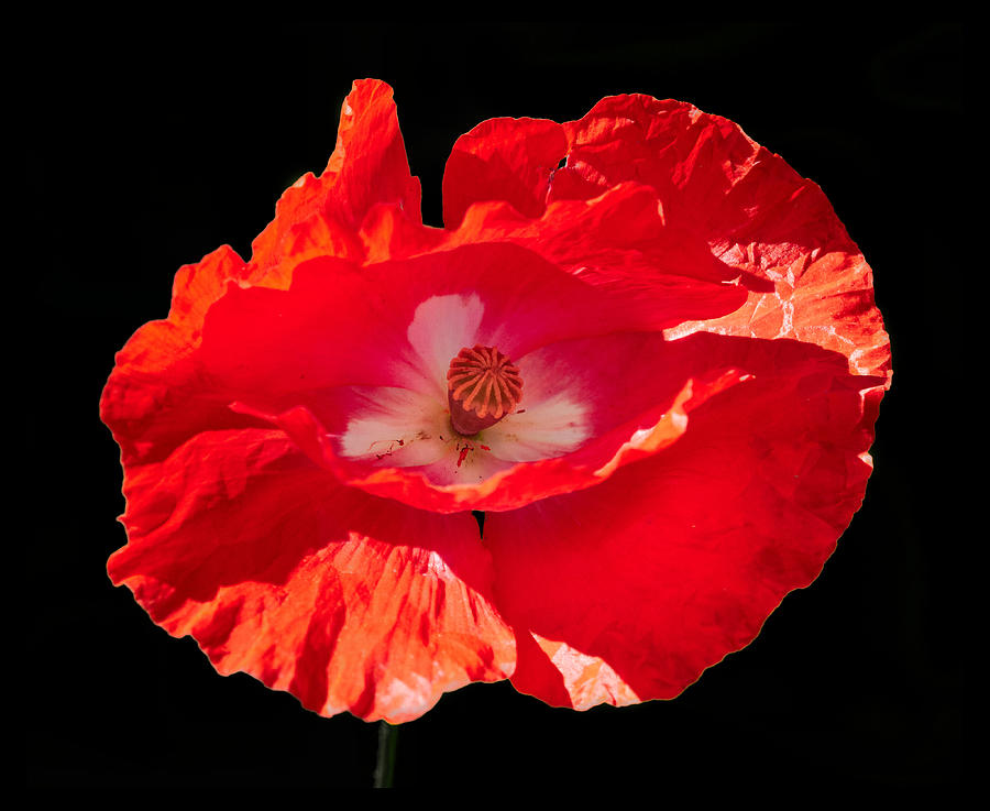 Red Poppy number 5 Photograph by Jouko Lehto