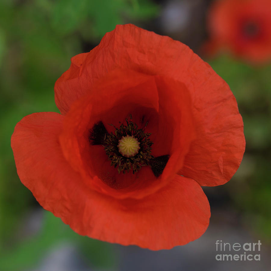 Red Poppy Photograph by Patrick Nowotny