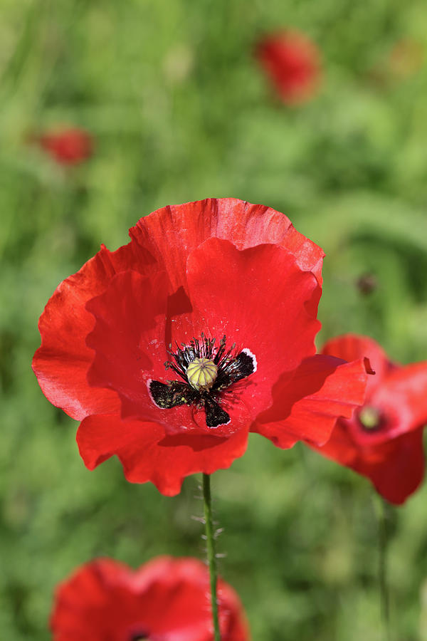 Red poppy Photograph by Paul Cowan