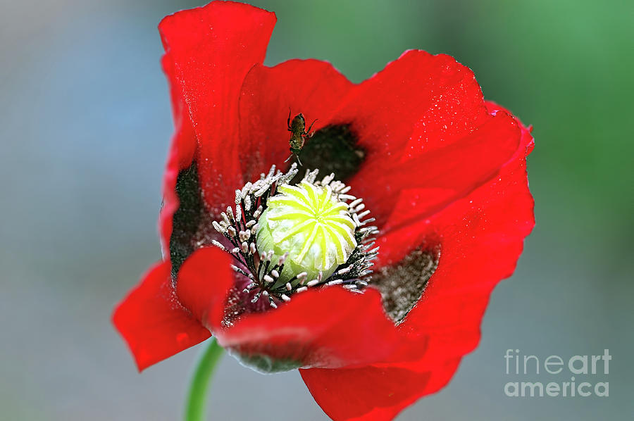 Red Poppy Photograph by Sharon Talson