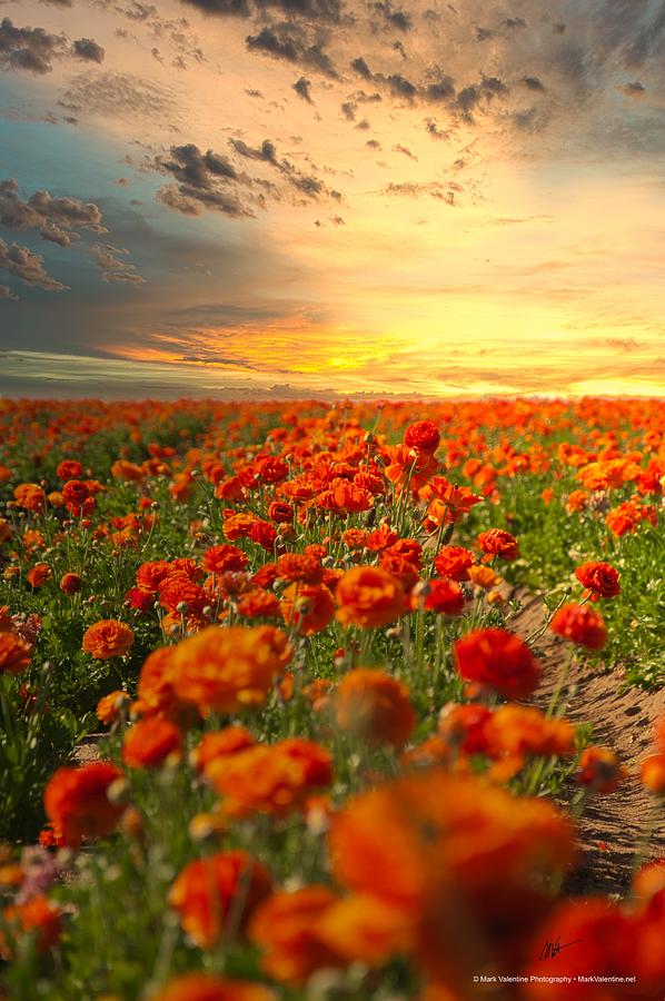 Red Poppy Sunset  Digital Art by Mark Valentine