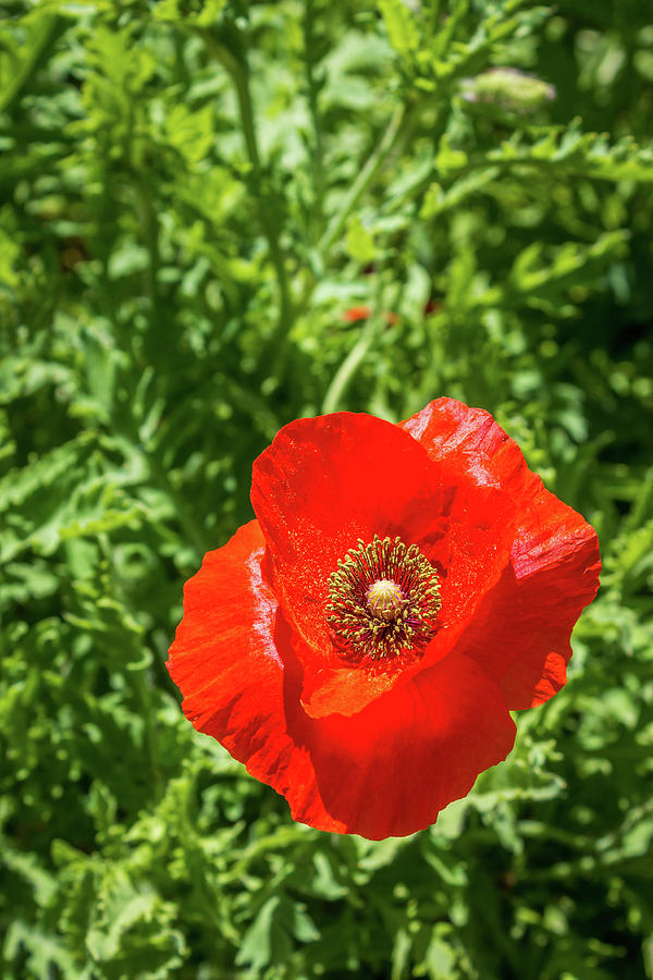 Red Poppy Photograph by Susie Weaver