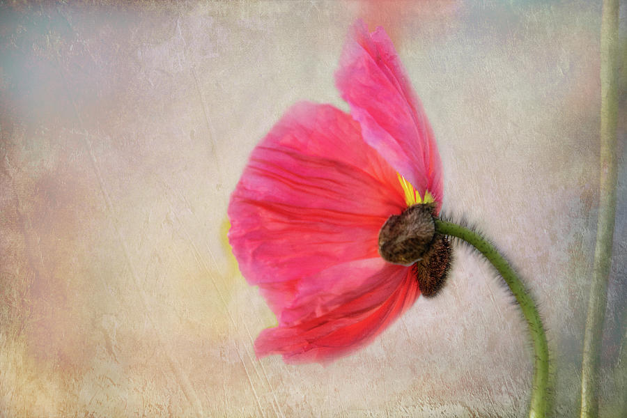 Red Poppy Digital Art by Terry Davis