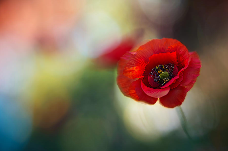 Red Poppy Photograph by Ursula Abresch