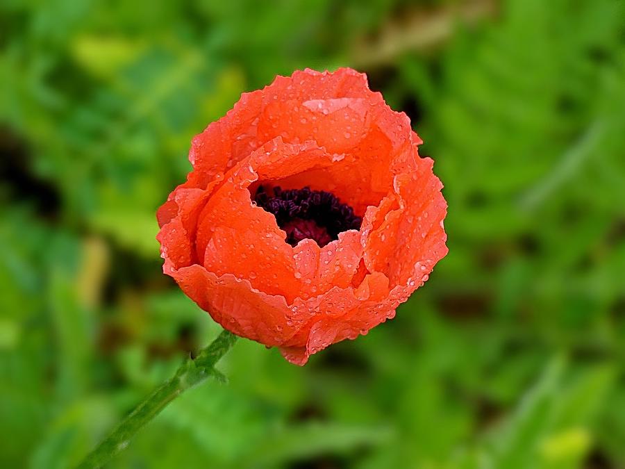 Red Poppy with Raindrops  Photograph by Lyuba Filatova