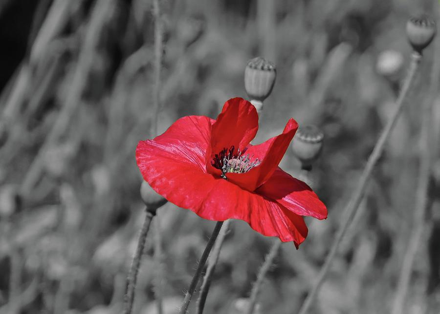 Red Poppy Youre Still Hot Photograph