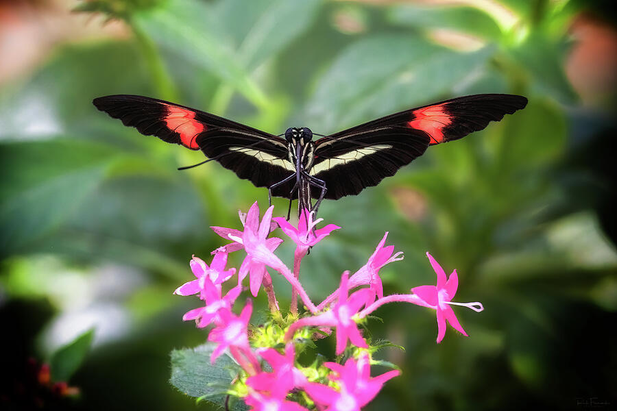 Red Postman Butterfly Photograph by Rick Furmanek