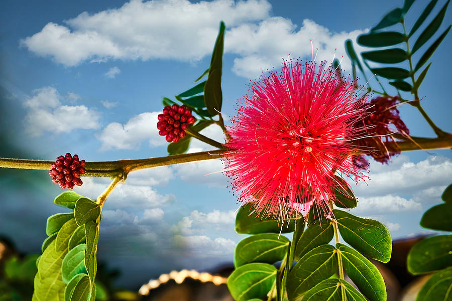 Red Powder Puff Calliandra Bloom Photograph by Kenneth Roberts
