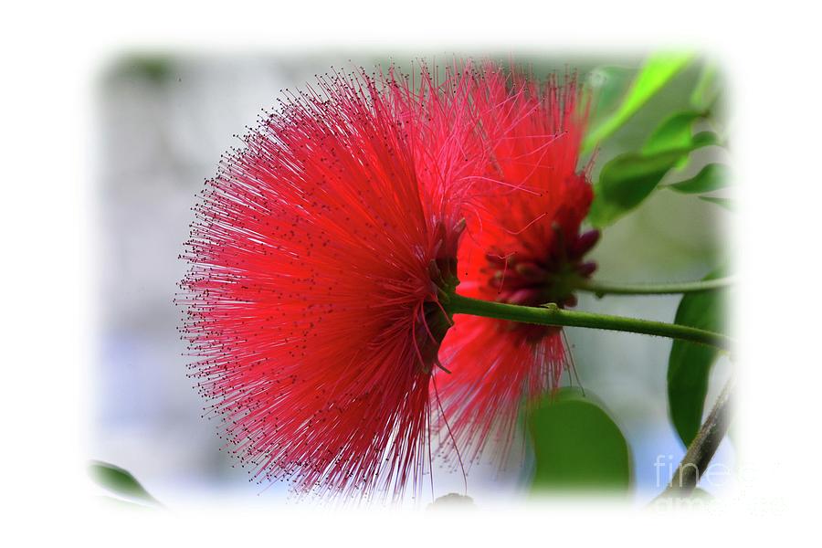 Red Powder Puff Photograph by Cindy Manero