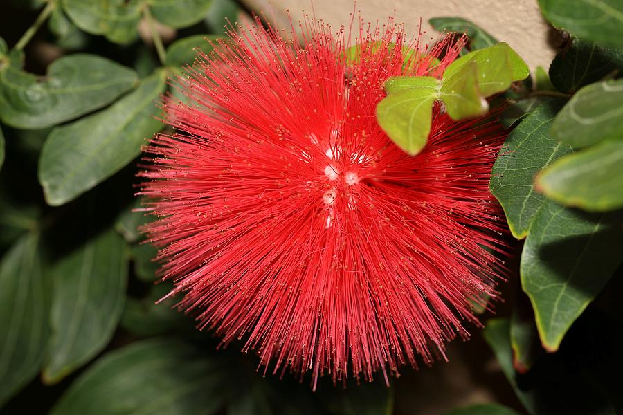 Red Powder Puff Flower Photograph by Mingming Jiang