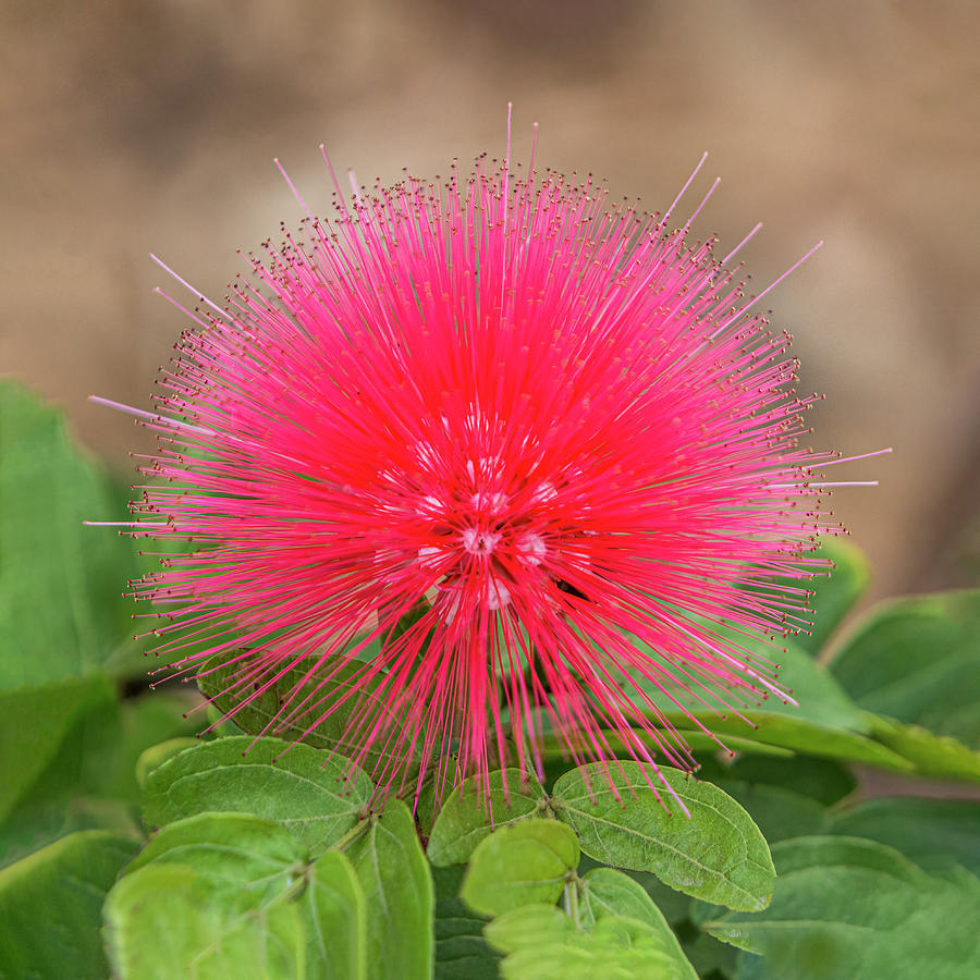 Red Powderpuff Flower Photograph