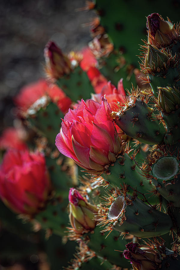 Red Prickly Pear Flowers Photograph by Linda Unger