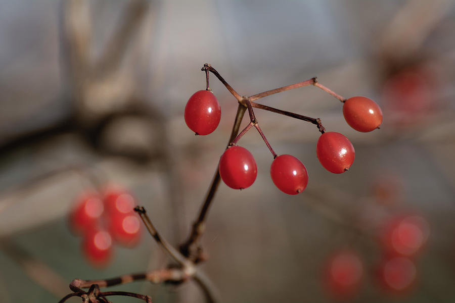 Red Privet Berries Photograph by Martin Vorel Minimalist Photography