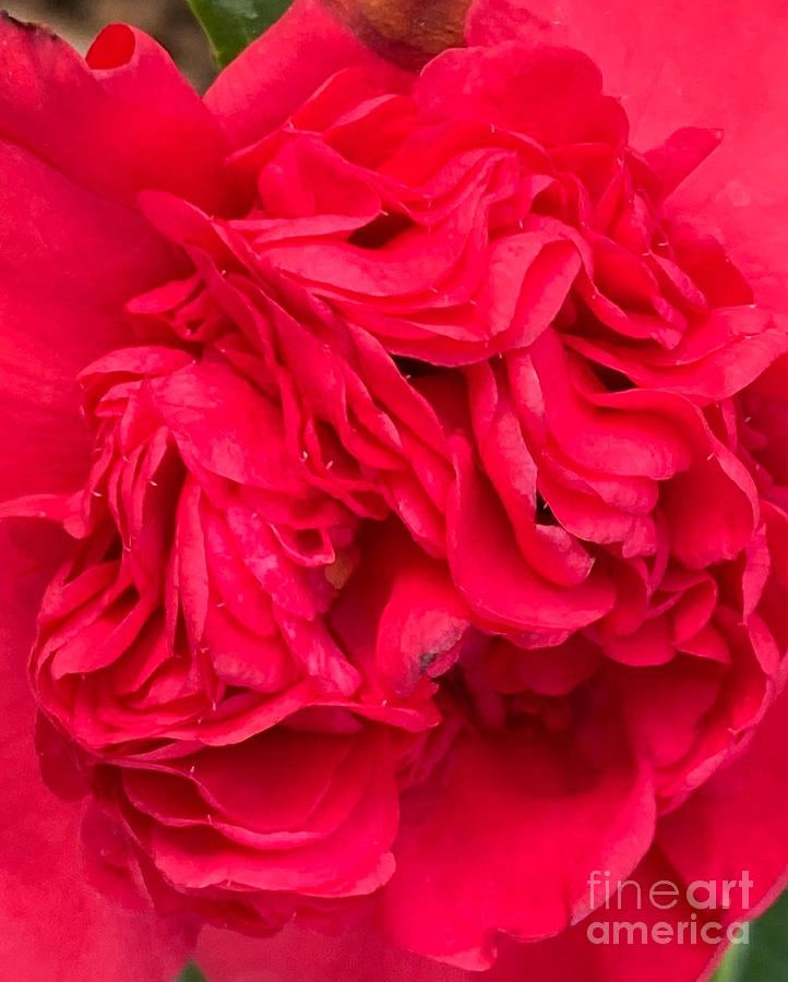Red Dramatic Center of a Professor Sargent Camellia Japonicas Hundreds of Petals Photograph by Catherine Ludwig Donleycott