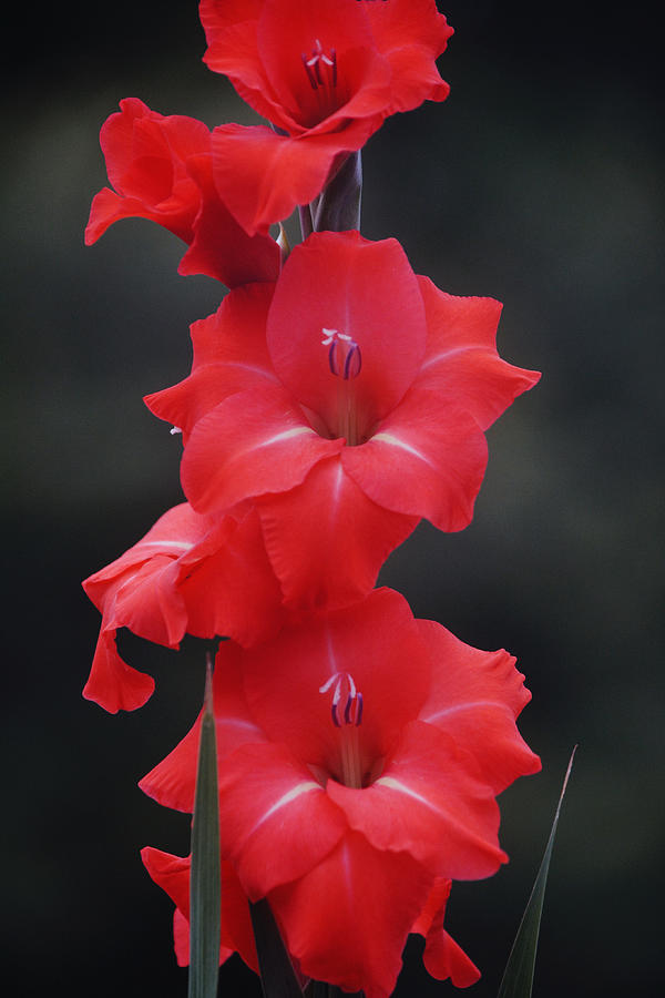 Red Punch Gladiolus Flowers at Dawn Portrait Photograph by Gaby Ethington
