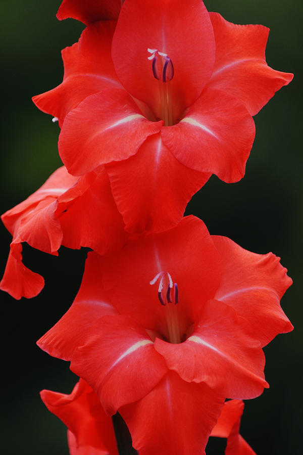 Red Punch Gladiolus Flowers Close Up Portrait Photograph by Gaby Ethington
