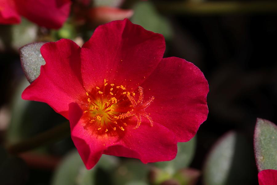 Red Purslane Flower Photograph by Mingming Jiang