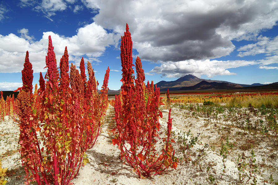Red Quinoa Field and Thunupa Volcano Bolivia Photograph by James Brunker