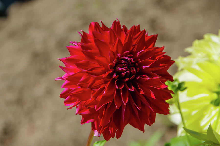 red radiance a3