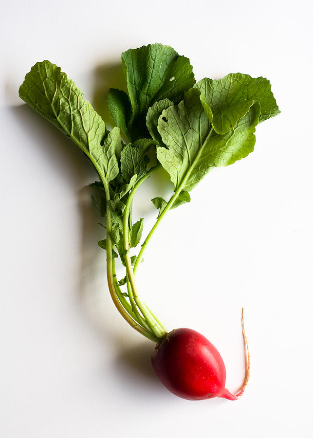 Red Radish with Leaves on white background Photograph by Beata Bernina