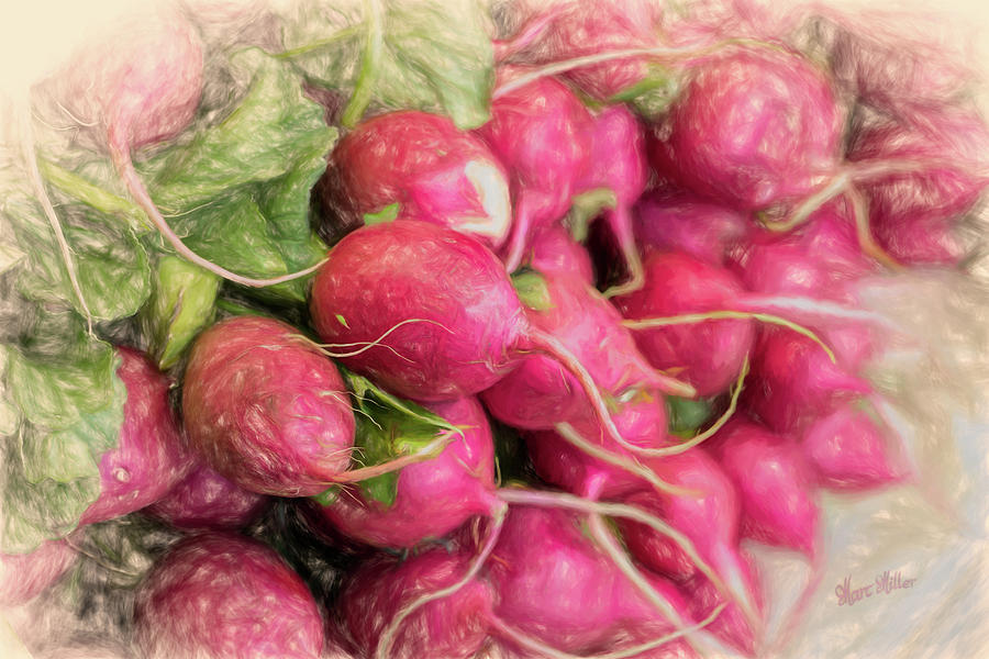 Red Radishes Photograph