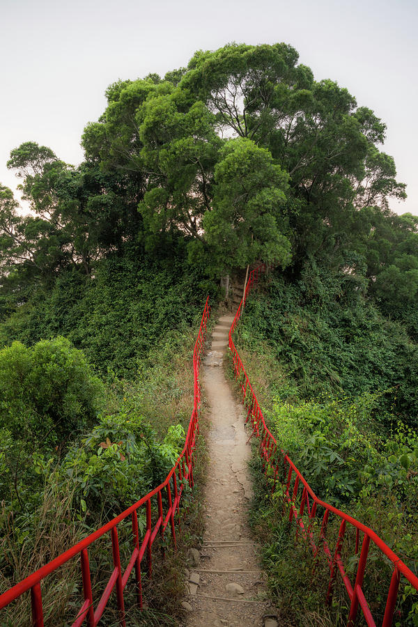 Tree Photograph - Red Rails by Alexander Kunz