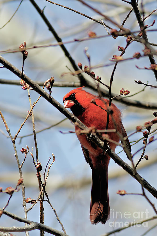 Red Red Cardinal in Spring Photograph by Natural Focal Point Photography