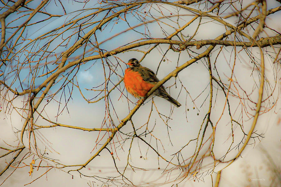 Red Red Robin Photograph by Diane Lindon Coy