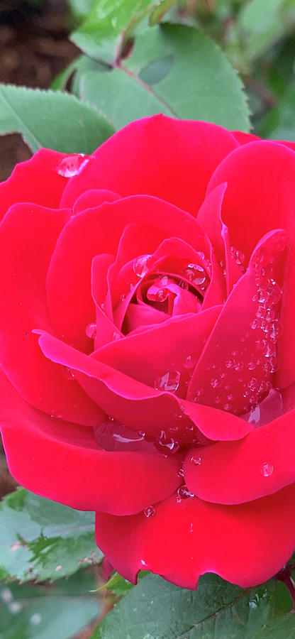 Red Red Rose Photograph by AList Art Gallery Red Red Rose Photograph by AList Art Gallery