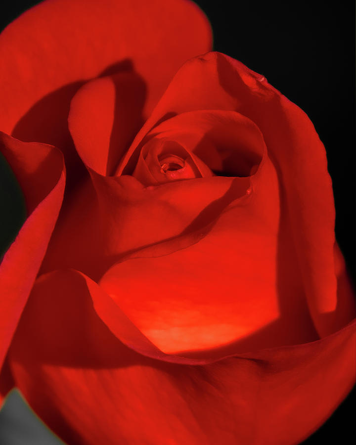 Red Red Rose Photograph