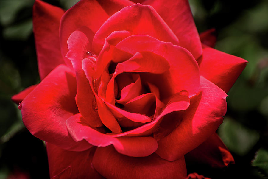 Red Red Rose Photograph by Don Johnson