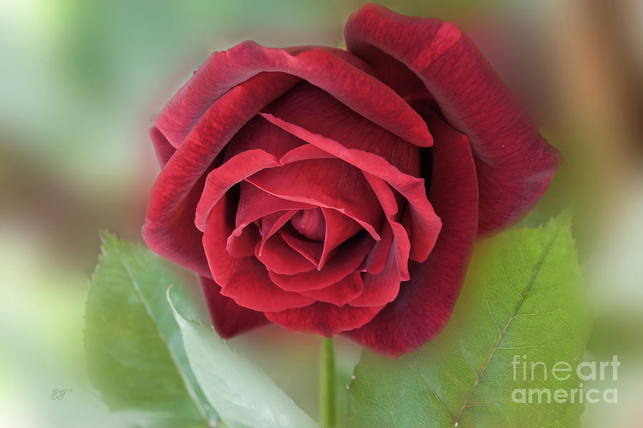 Red, Red Rose Photograph by Elaine Teague
