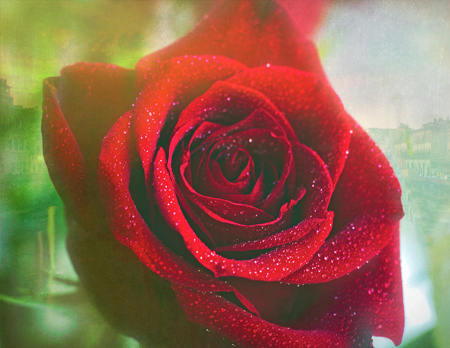 Red Red Rose Photograph by Laura Vilandre