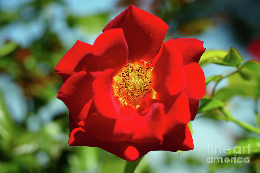 Nature Photograph - Red Red Rose by NL Galbraith